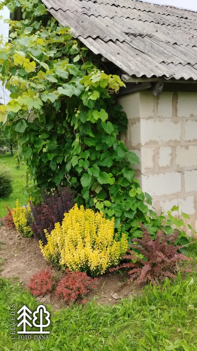 Berberis thunbergii   'Golden Torch'